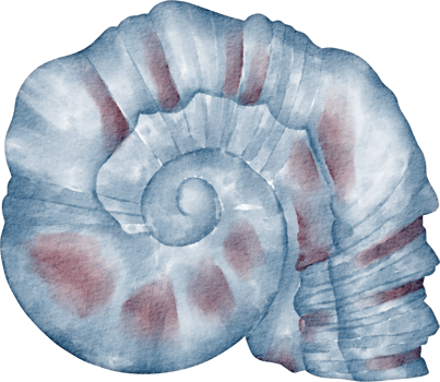 watercolor sea shell png
