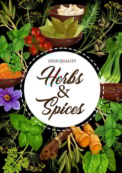 Seasoning natural herbs and spices vector