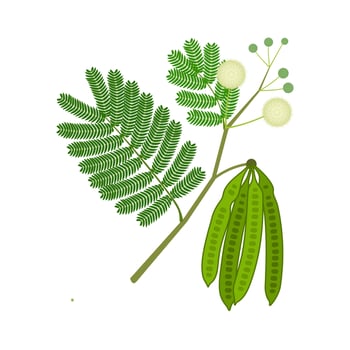 Lead tree or Leucaena leucocephala vector illustration, isolated on white background.