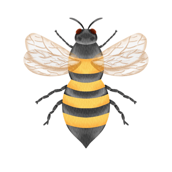 watercolor bee insect png
