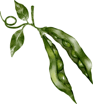 watercolor greenpea vegetable clip art png
