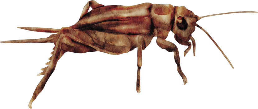 watercolor cricket insect png