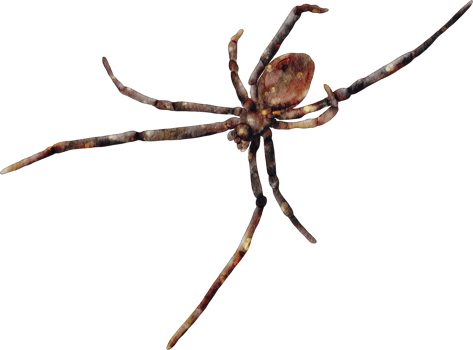 watercolor spider insect png
