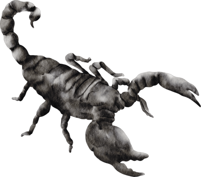 watercolor scorpion insect png