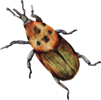 watercolor beetle insect png