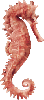 watercolor seahorse sea animal clip art png