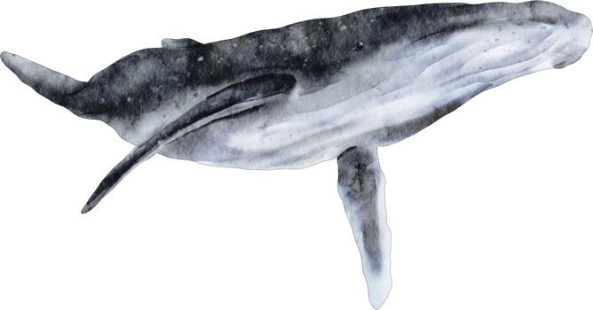 watercolor whale sea animal clip art png