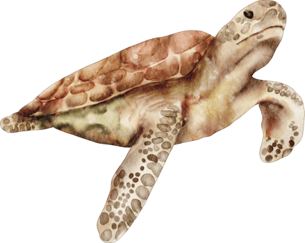 watercolor turtle sea animal clip art png