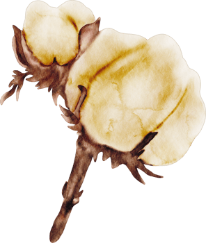 watercolor cotton flower png