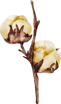 watercolor cotton flower png