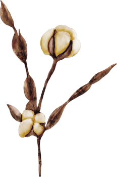 watercolor cotton flower png