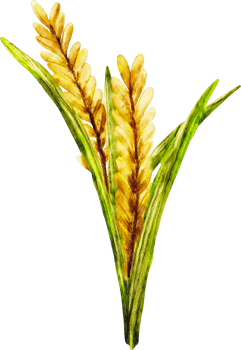 watercolor rice tree png