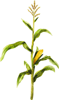 watercolor corn farm tree png