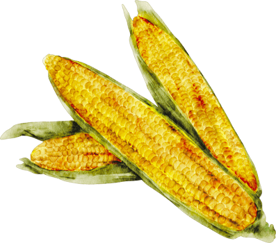watercolor corn vegetable png
