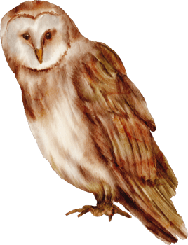 watercolor owl animal png