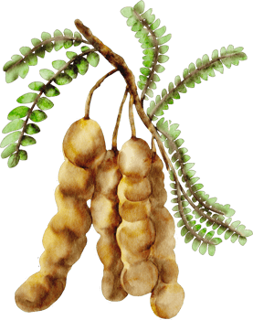 watercolor tamarind clip art fruit png