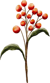 watercolor berry branch png