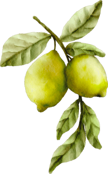 watercolor lime clip art fruit png
