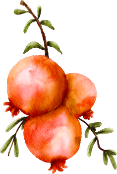 watercolor pomegrante clip art fruit png