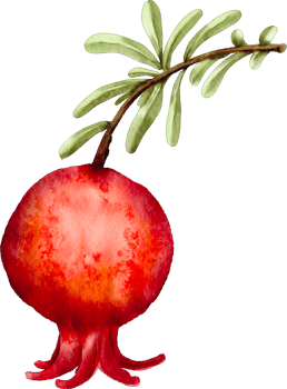 pomegranate watercolor clip art png
