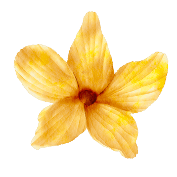 allamanda flower yellow png