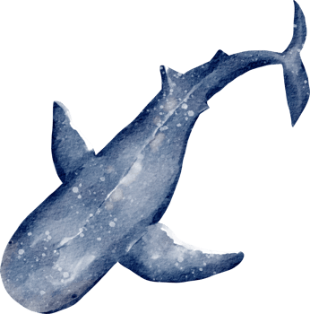 watercolor whale sea animal png