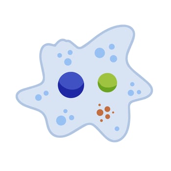Amoeba cell. Small unicellular animal. Virus and bacteria. Education and science. Flat cartoon illustration vector