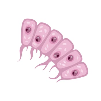 Cell of human organism. Skin system. Layer of epidermis. Scientific material for education. Cartoon flat illustration. Biology and Microbiology vector