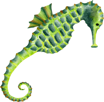 watercolor sea horse png