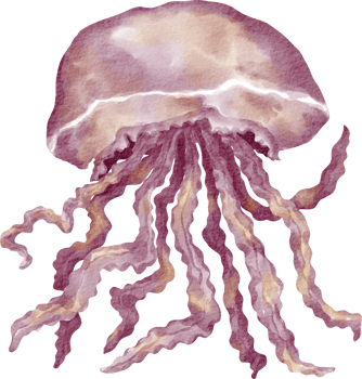 watercolor jellyfish sea animal png
