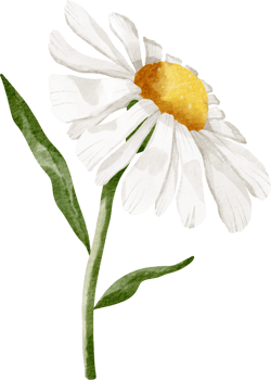 watercolor daisy flower png