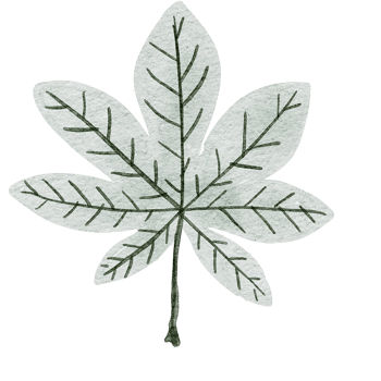 watercolor leaves and pastel flowers png
