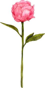watercolor peony flower png