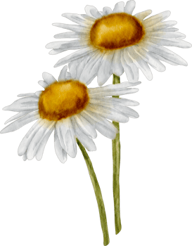 watercolor flower daisy png