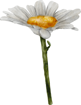 watercolor flower daisy png