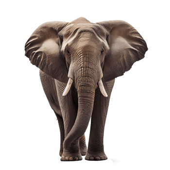 Realistic drawing of wild african elephant png