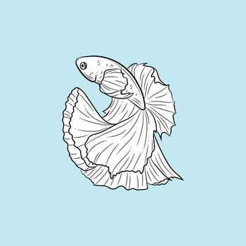 Fish illustration, drawing of a betta fish, siamese fighting fish vector