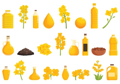 Rapeseed icons set cartoon vector. Canola flower vector