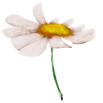 watercolor chamomile flower png