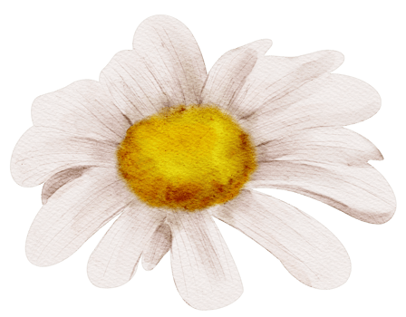 watercolor chamomile flower png