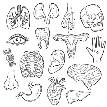 Doodle Human Body icon set. Organs Vector sketch illustration collection. Anatomy Banner Hand drawn Line art style.