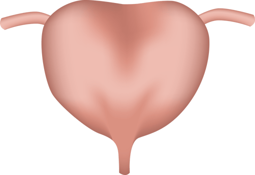 Urinary bladder of human . Realistic design . png