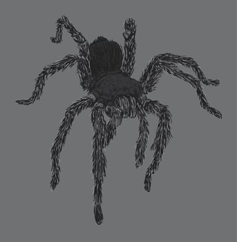Tarantula Spider Drawing Illustration vector