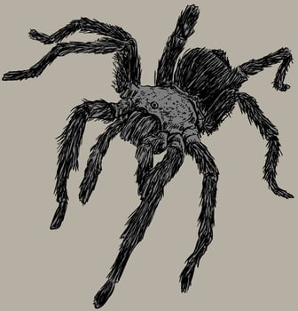 Tarantula Spider Drawing Illustration vector