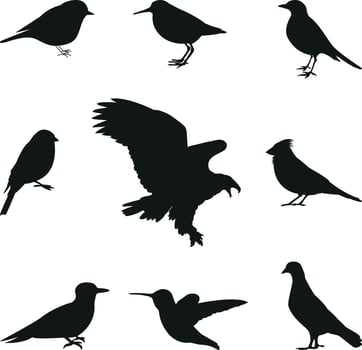 Bird Silhouettes editable vector set
