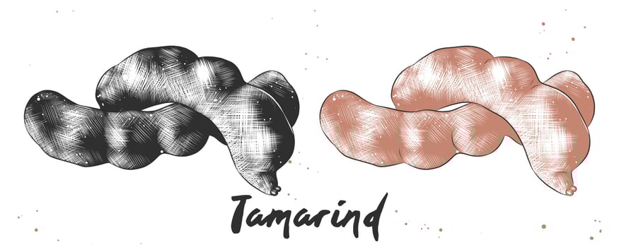 Vector engraved style illustration for posters, decoration and print. Hand drawn sketch of tamarind in monochrome and colorful. Detailed vegetarian food drawing.