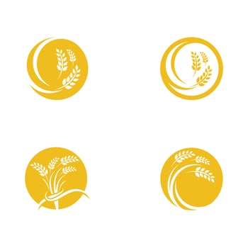 Agriculture wheat vector