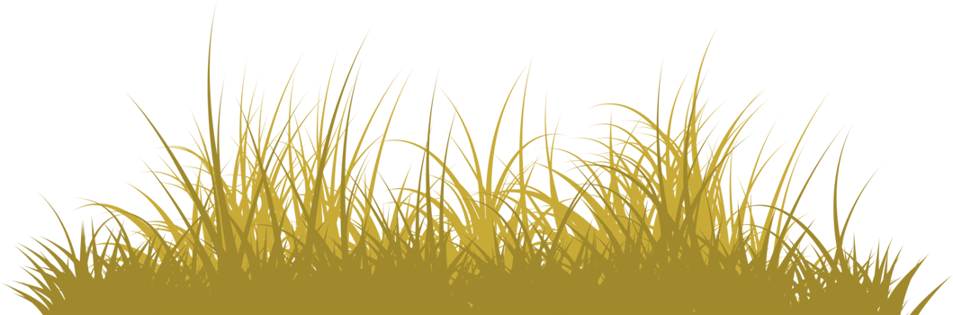 grass png. wild grass isolated png
