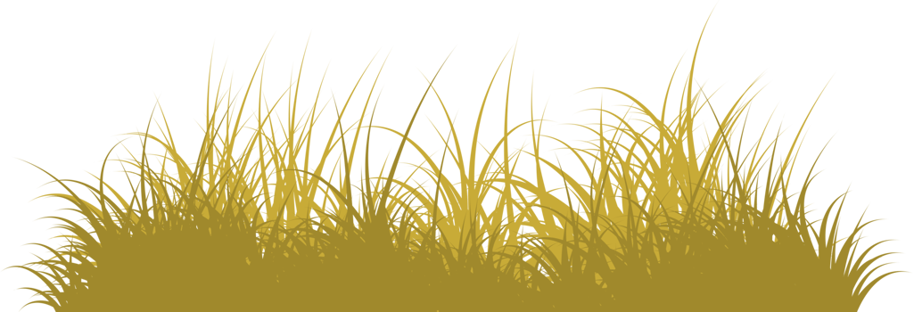 grass png. wild grass isolated png