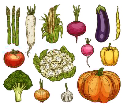Isolated farm vegetables, vector sketches